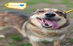 Mixed Breed dogs for adoption: 💙🐶 SIRKO 🐶💙 - Image 4