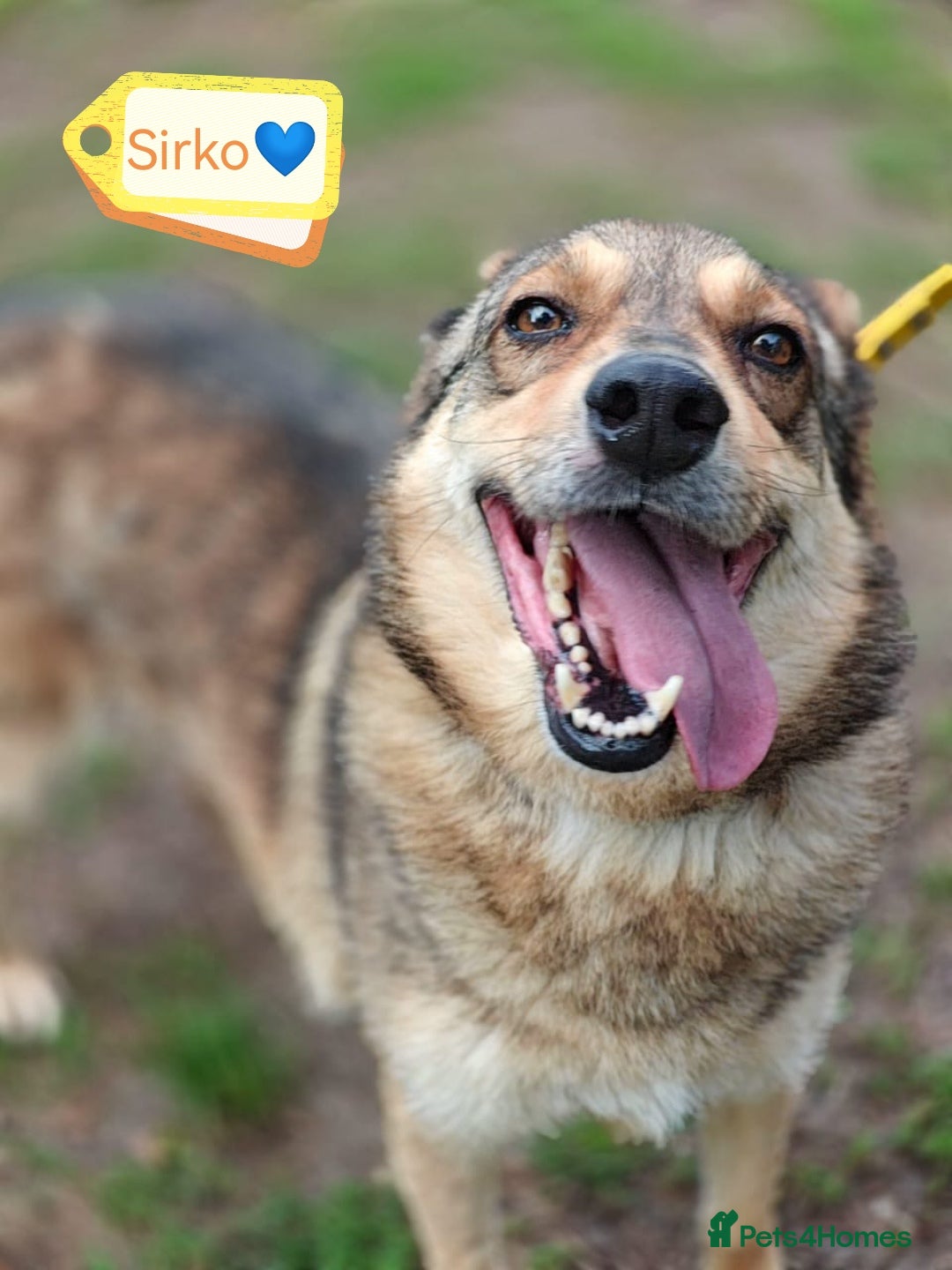 Mixed Breed dogs for adoption: 💙🐶 SIRKO 🐶💙 - Image 4