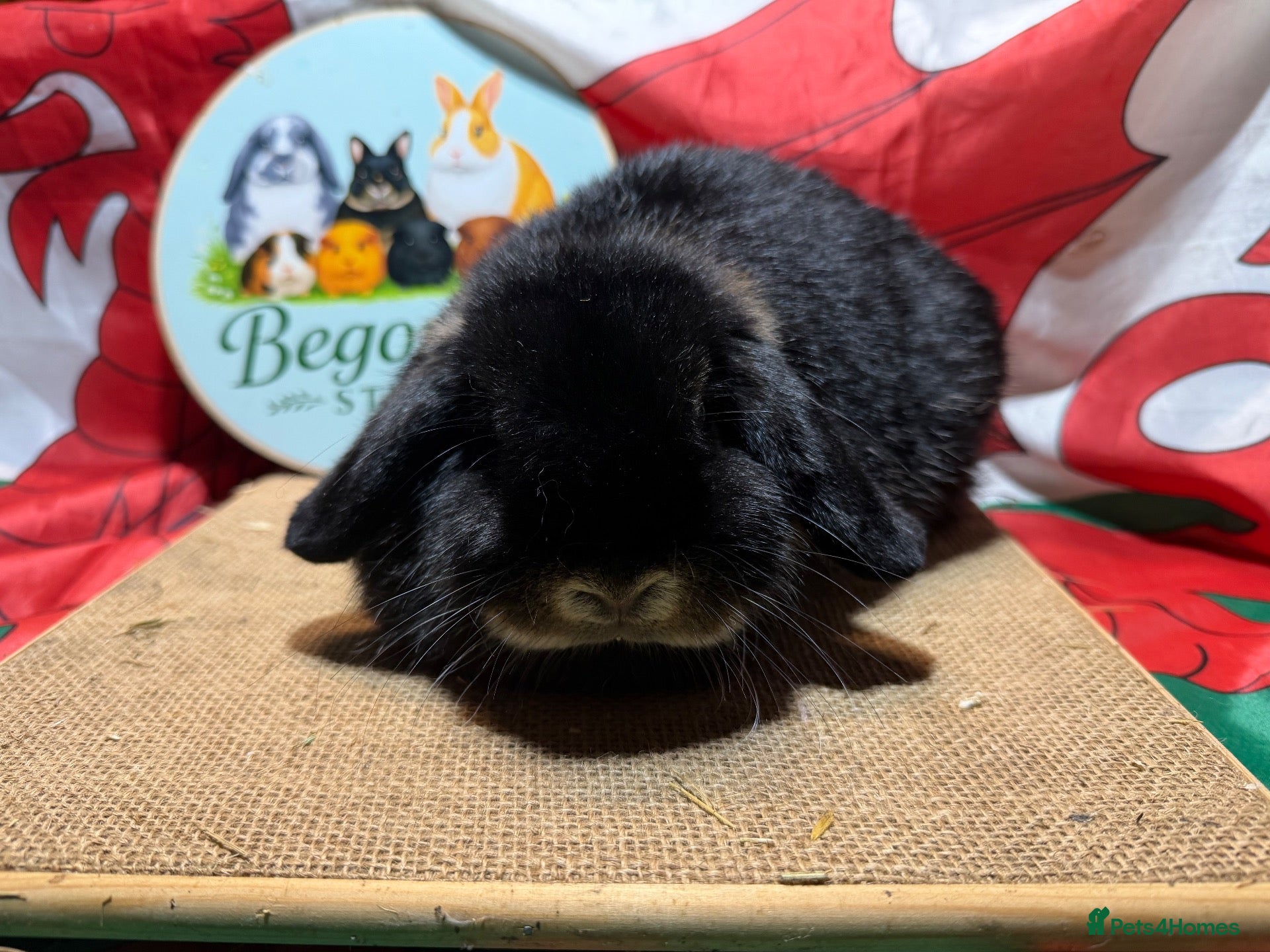 Mini Lop rabbits for sale: Gorgeous adult female mini lops - Advert 15