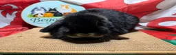 Mini Lop rabbits for sale: Gorgeous adult female mini lops - Advert 1