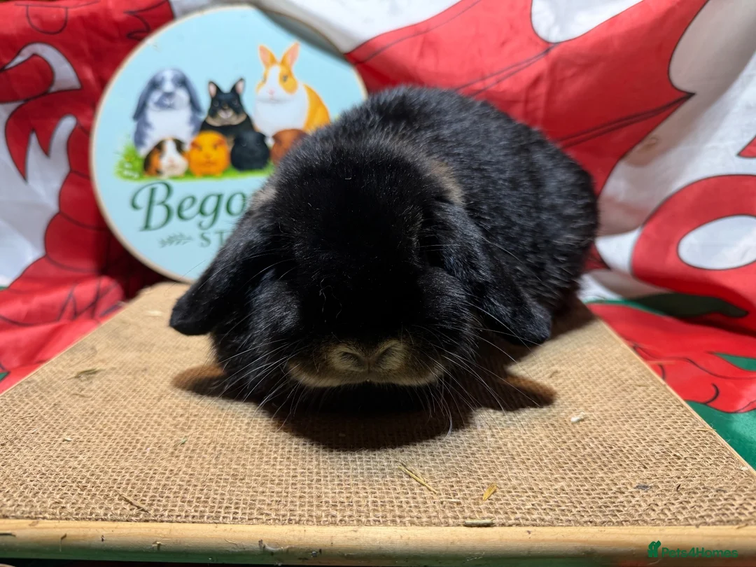 Mini Lop rabbits for sale: Gorgeous adult female mini lops - Advert 1