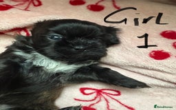 Shih Tzu dogs for sale: Beautiful shih tzu puppies for sale  - Image 11