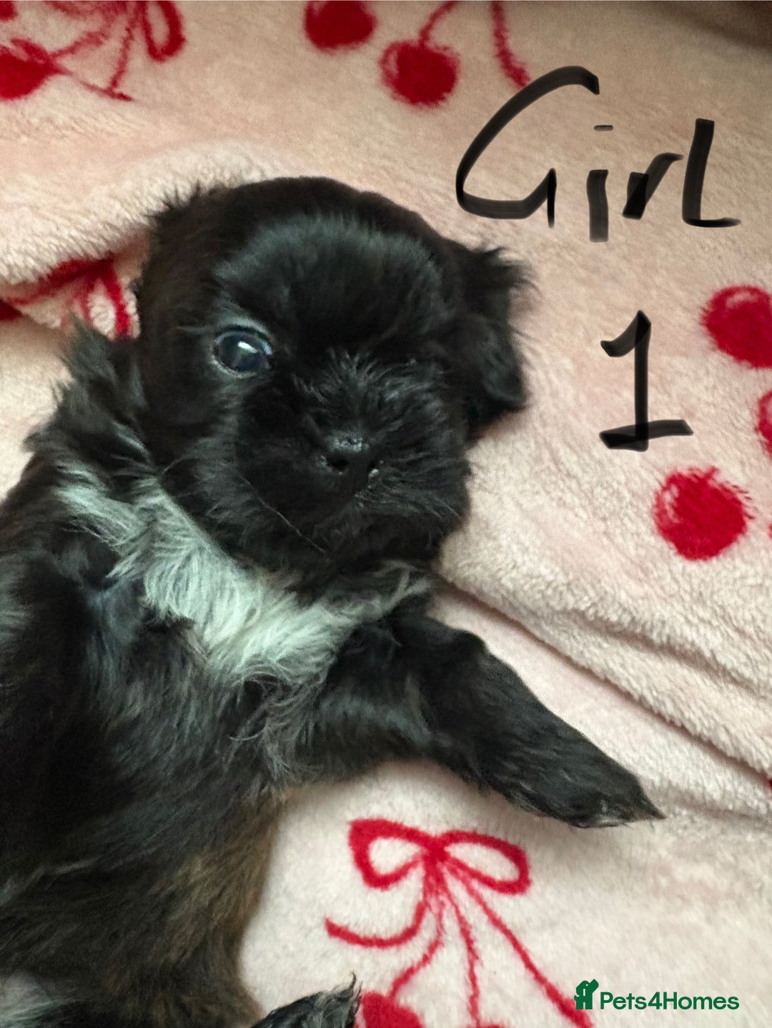 Shih Tzu dogs for sale: Beautiful shih tzu puppies for sale  - Image 11