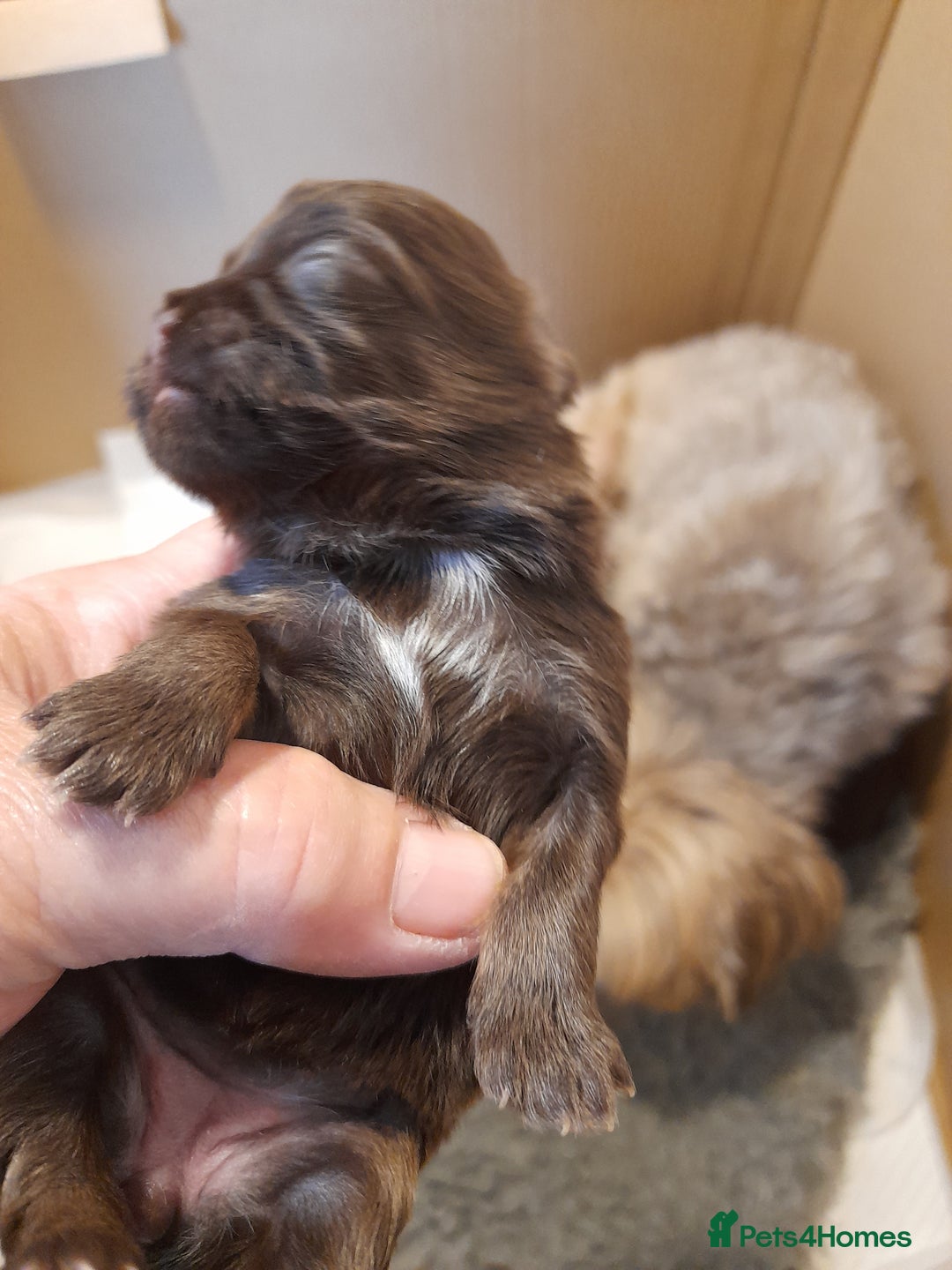 Malshi dogs for sale: Malshi - Advert 17