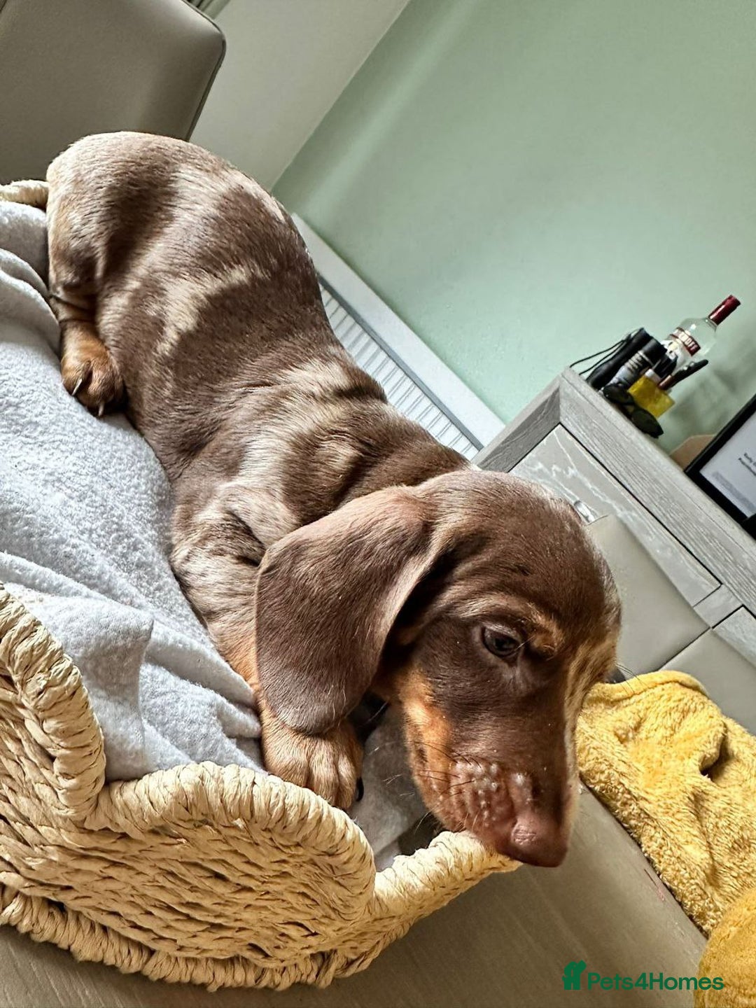 Dachshund dogs for sale: Adorable Dachshund Puppies - Advert 6