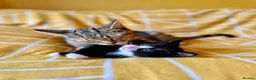 Mixed Breed cats for sale: Gorgeous black & white bold and brave girl (Toto) - Advert 10