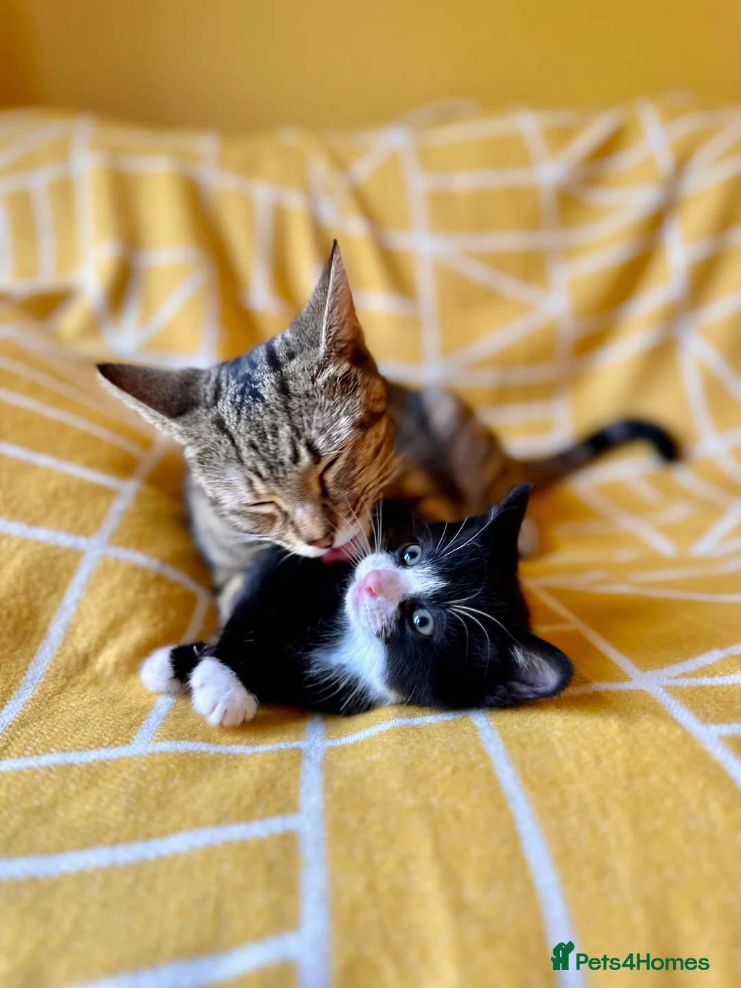 Mixed Breed cats for sale: Gorgeous black & white bold and brave girl (Toto) - Advert 10