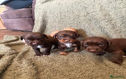 Cocker Spaniel dogs for sale: Kc registered Cocker Spaniel  - Image 12