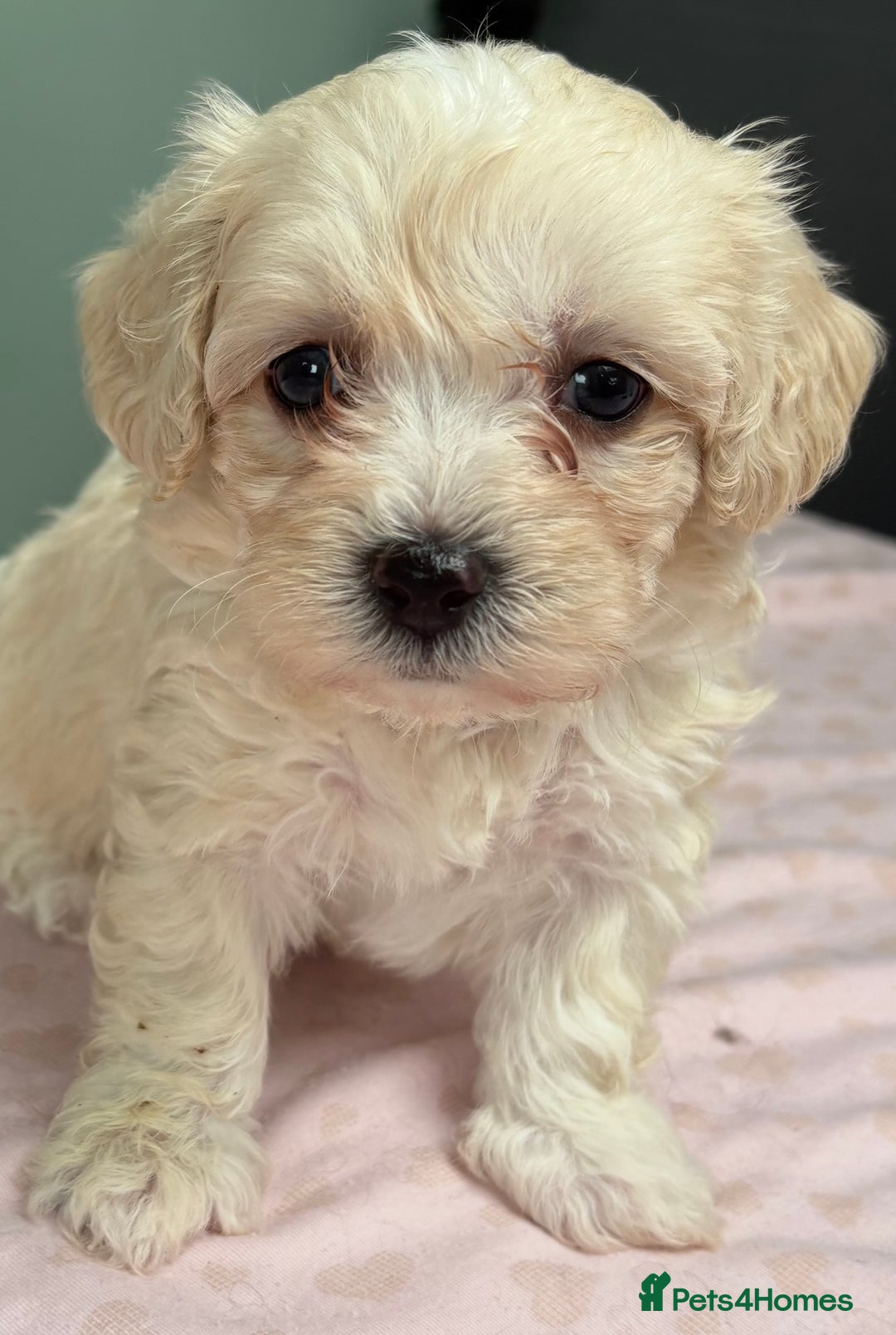 Maltipoo dogs for sale: Beautiful maltipoo puppies - Image 13