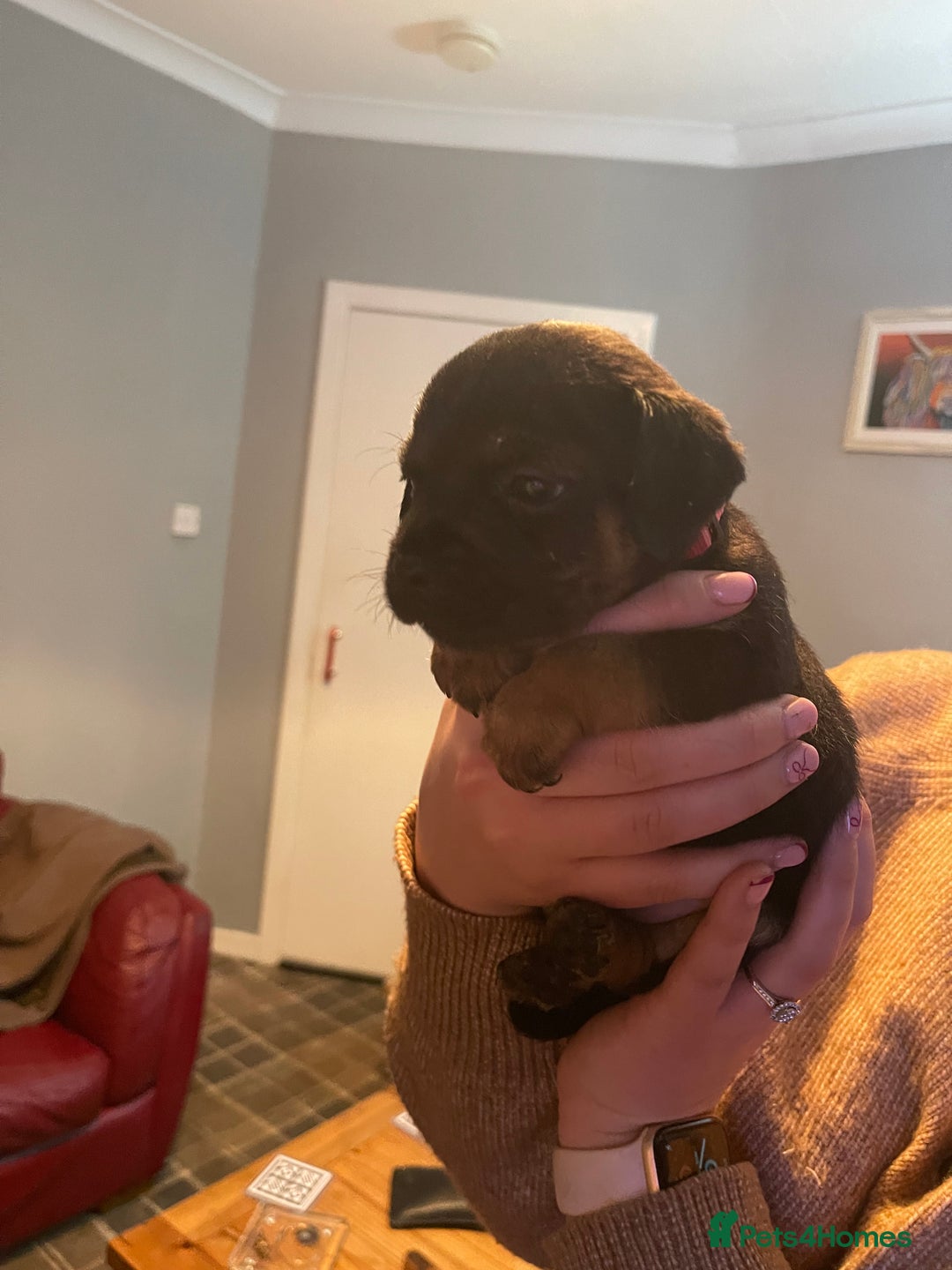 Border Terrier dogs for sale: Border Terrier Pups - Advert 31