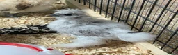 Chickens poultry for sale: Silkie chics in Bicester - Advert 2