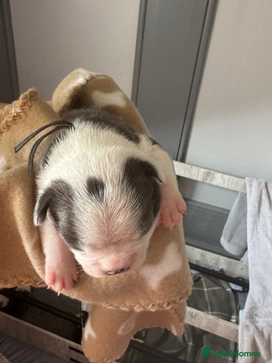 Boston Terrier dogs for sale: Stunning rainbow litter born 5/8/35 - Image 23
