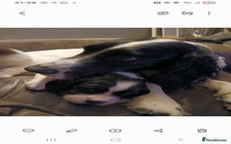 English Springer Spaniel dogs for sale: 2 beautiful English springer spaniel puppies  - Image 4