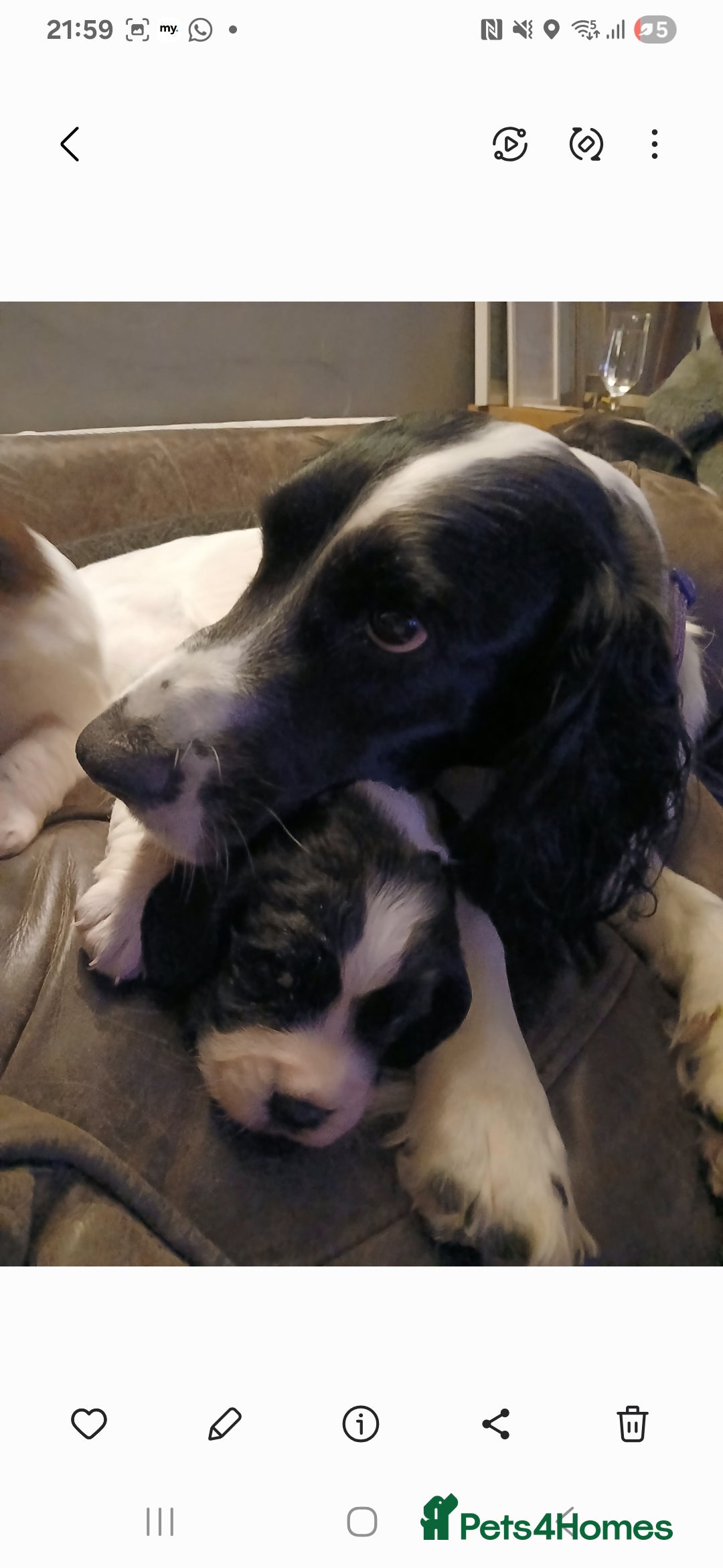 English Springer Spaniel dogs for sale: 2 beautiful English springer spaniel puppies  - Image 4