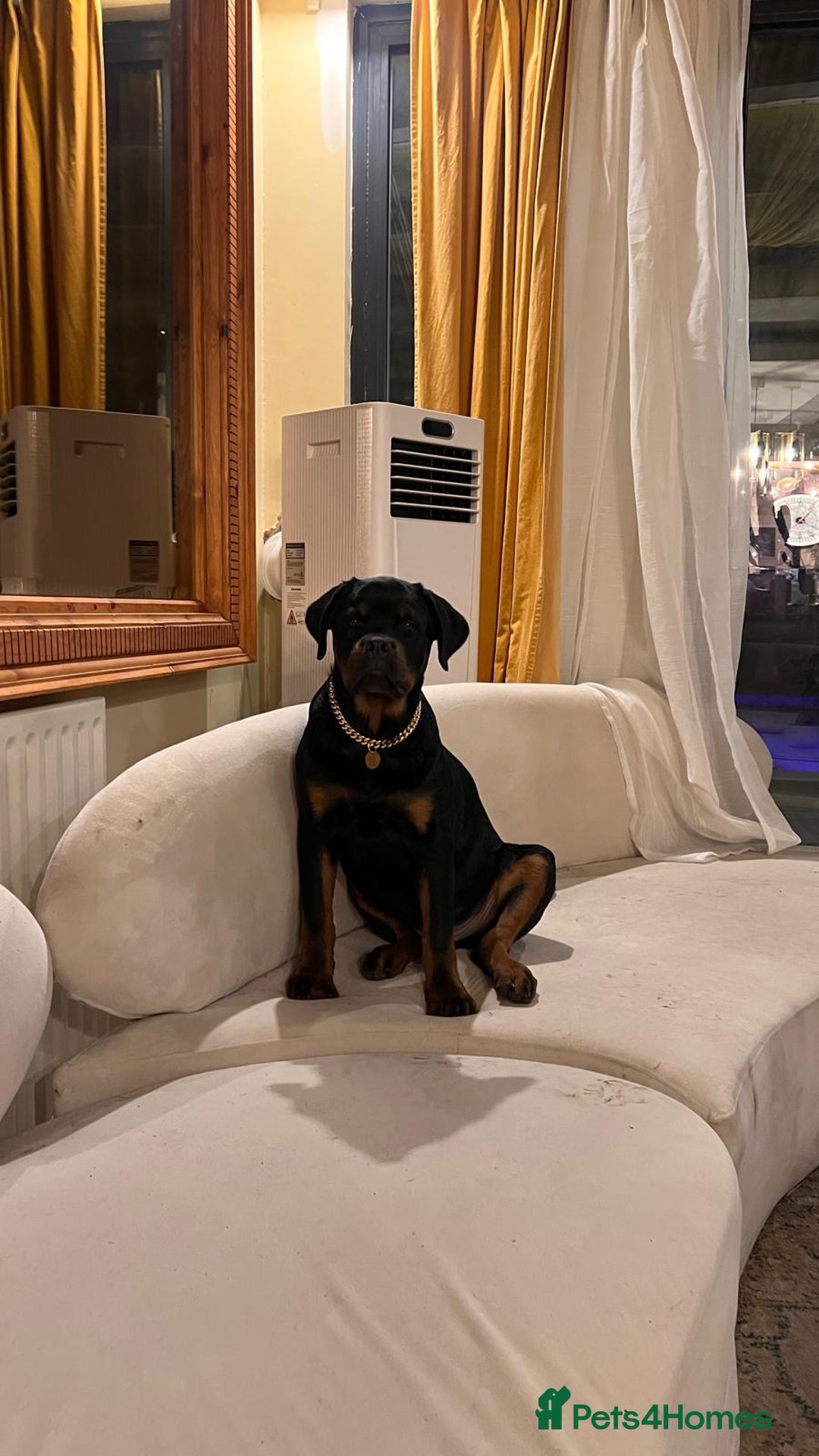 Rottweiler dogs for sale: 5 Generation Pedigree KC Pure Rottweiler - Advert 5