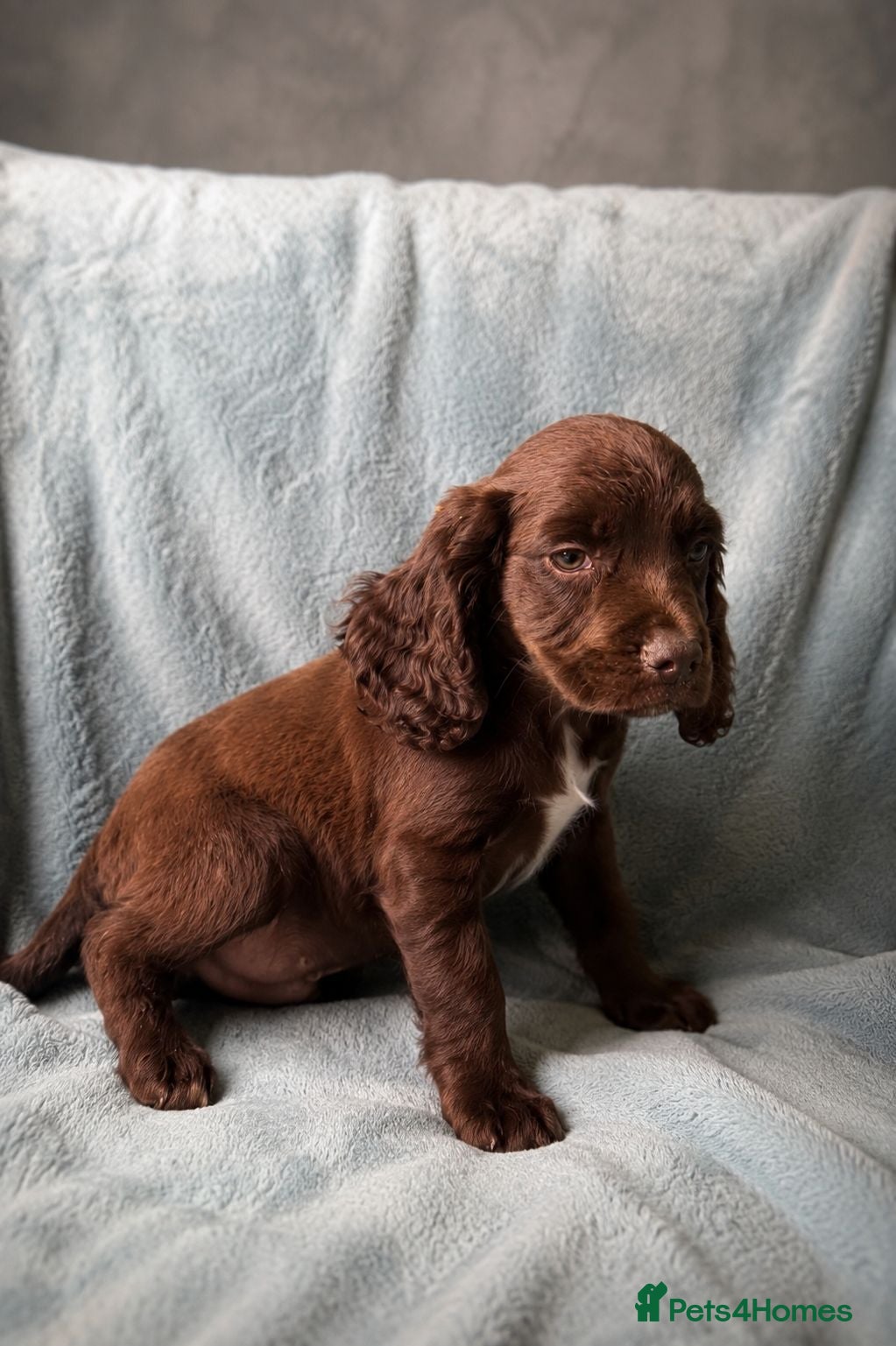 Cocker Spaniel dogs **REDUCED **Beautiful Merle Cocker Spaniel puppies - Advert 1