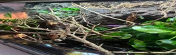 Frog reptiles for sale: 2 tree frogs + fully bioactive enclosure - Advert 3