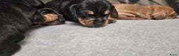 Dachshund dogs for sale: Beautiful Miniature Dachshund - Advert 26
