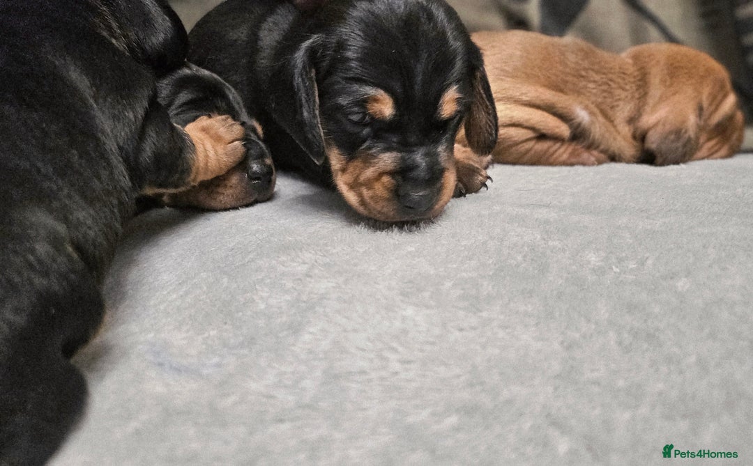 Dachshund dogs for sale: Beautiful Miniature Dachshund - Advert 26