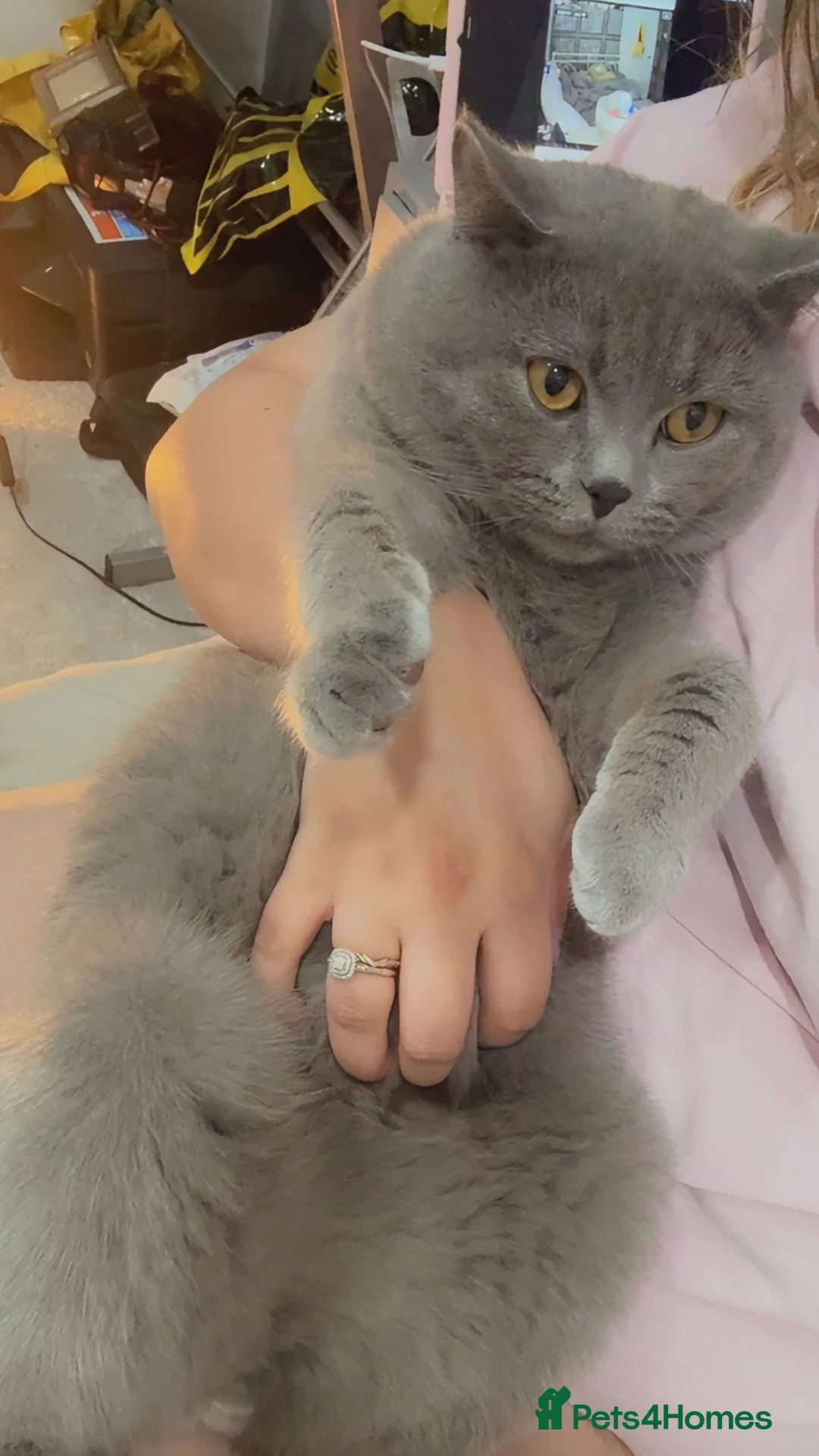 British Shorthair cats for sale: British shorthair Boy - Advert 2