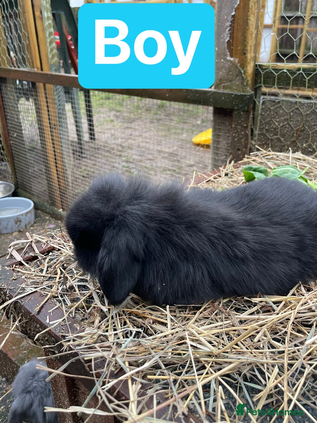 Mini Lop rabbits for sale: Beautiful mini lop babies  - Advert 17