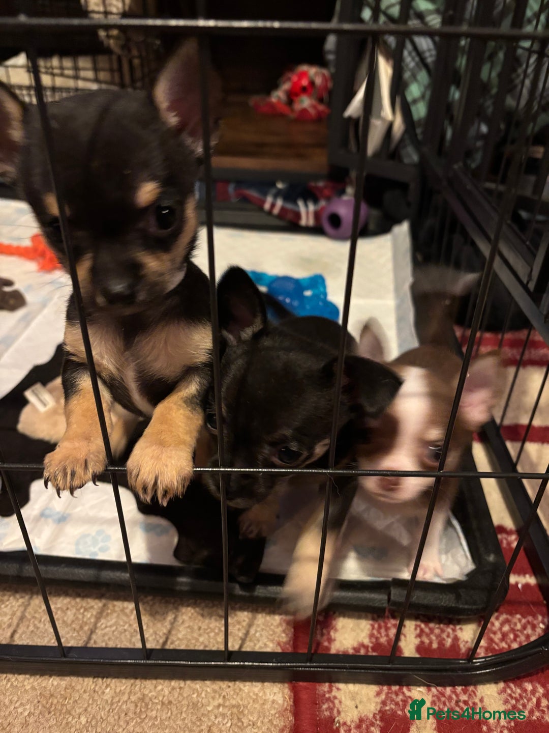 Chihuahua dogs for sale: Beautiful female Chihuahua - Advert 5