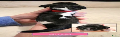 English Springer Spaniel 1