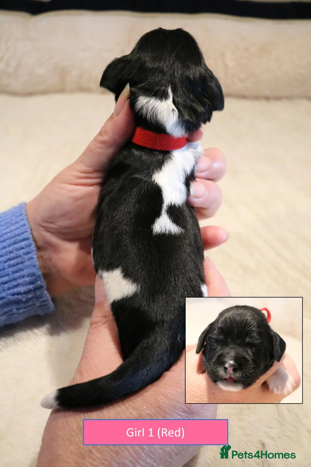 English Springer Spaniel dogs for sale: Health Tested English Springer Spaniel Puppies - Advert 12