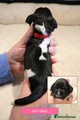 English Springer Spaniel 1
