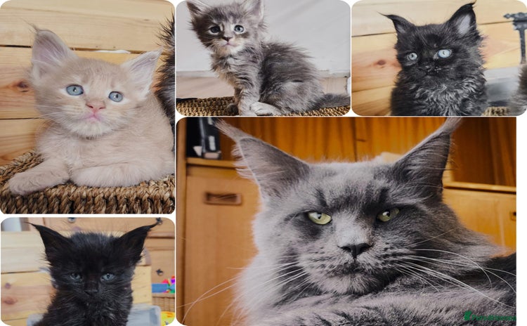 Maine Coon cats - Advert 10