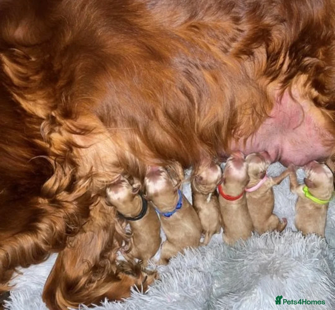 Standard Poodle dogs for stud: Champion Proven Gentle Poodle Available for Stud in Swindon - Advert 24