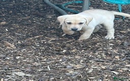 Labrador Retriever dogs for sale:  labrador retriever pups - Image 38