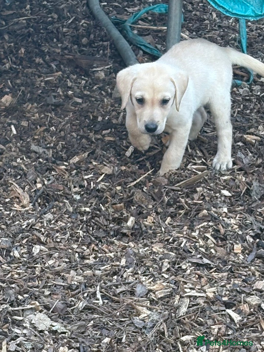 Labrador Retriever dogs for sale:  labrador retriever pups - Image 38