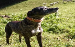 Mixed Breed dogs for sale: Lurcher puppies  - Image 15
