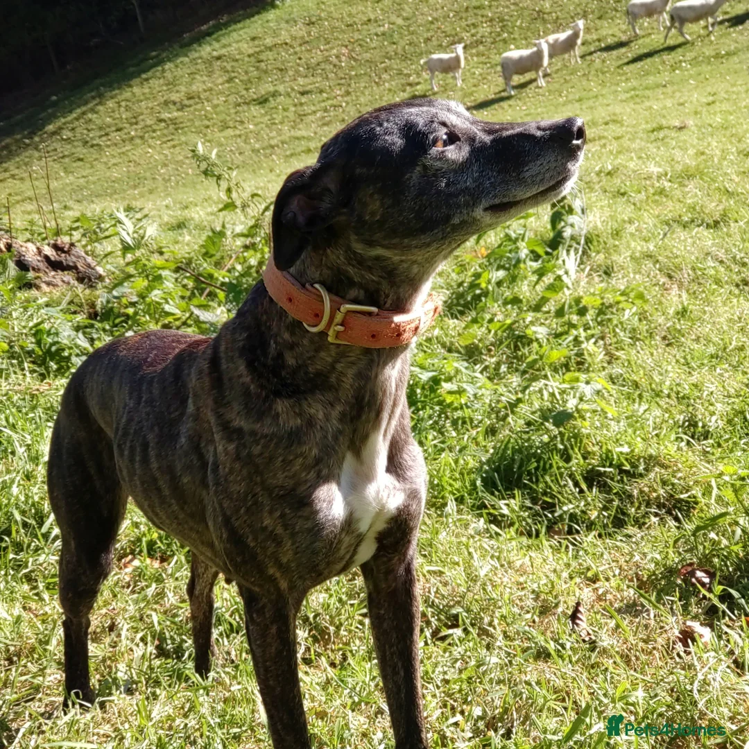Mixed Breed dogs for sale: Lurcher puppies  - Image 15