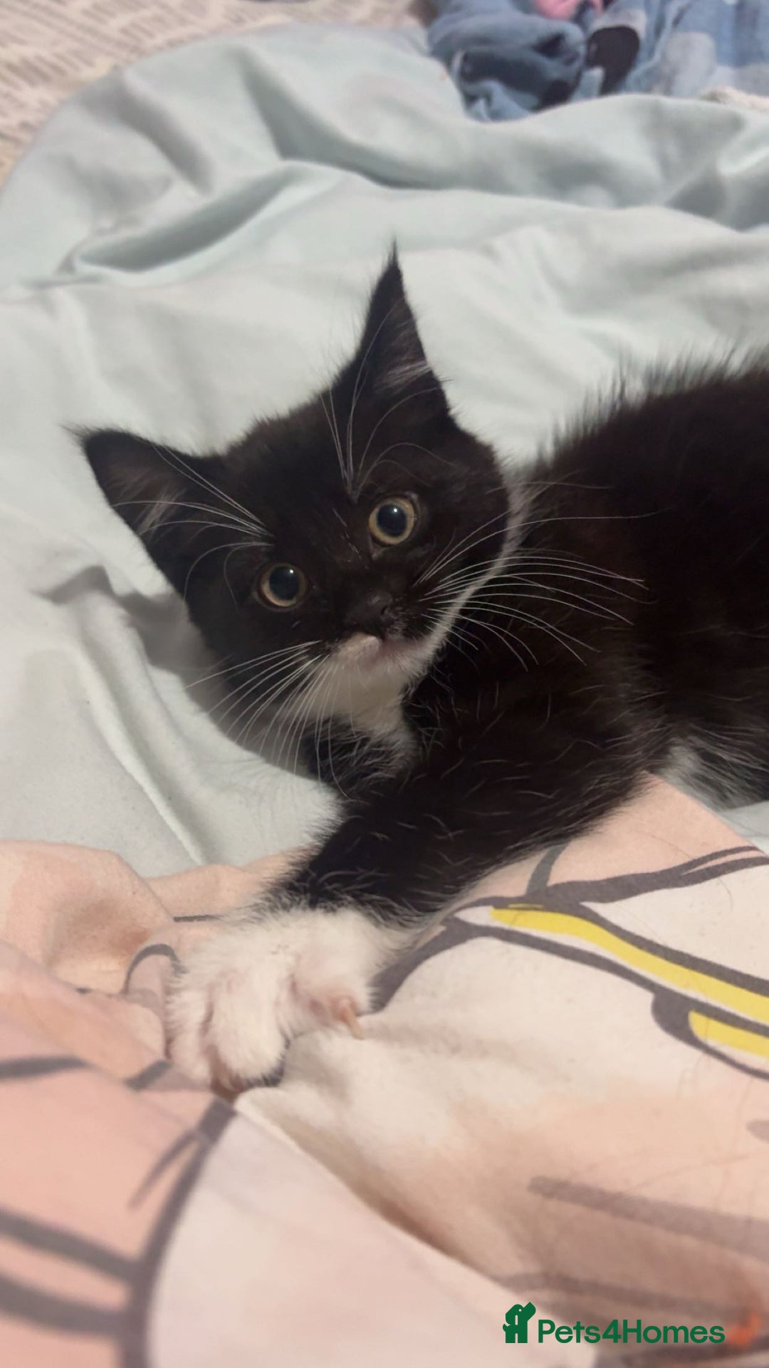 Ragdoll cats for sale: Black and white ragdoll cross  - Advert 4