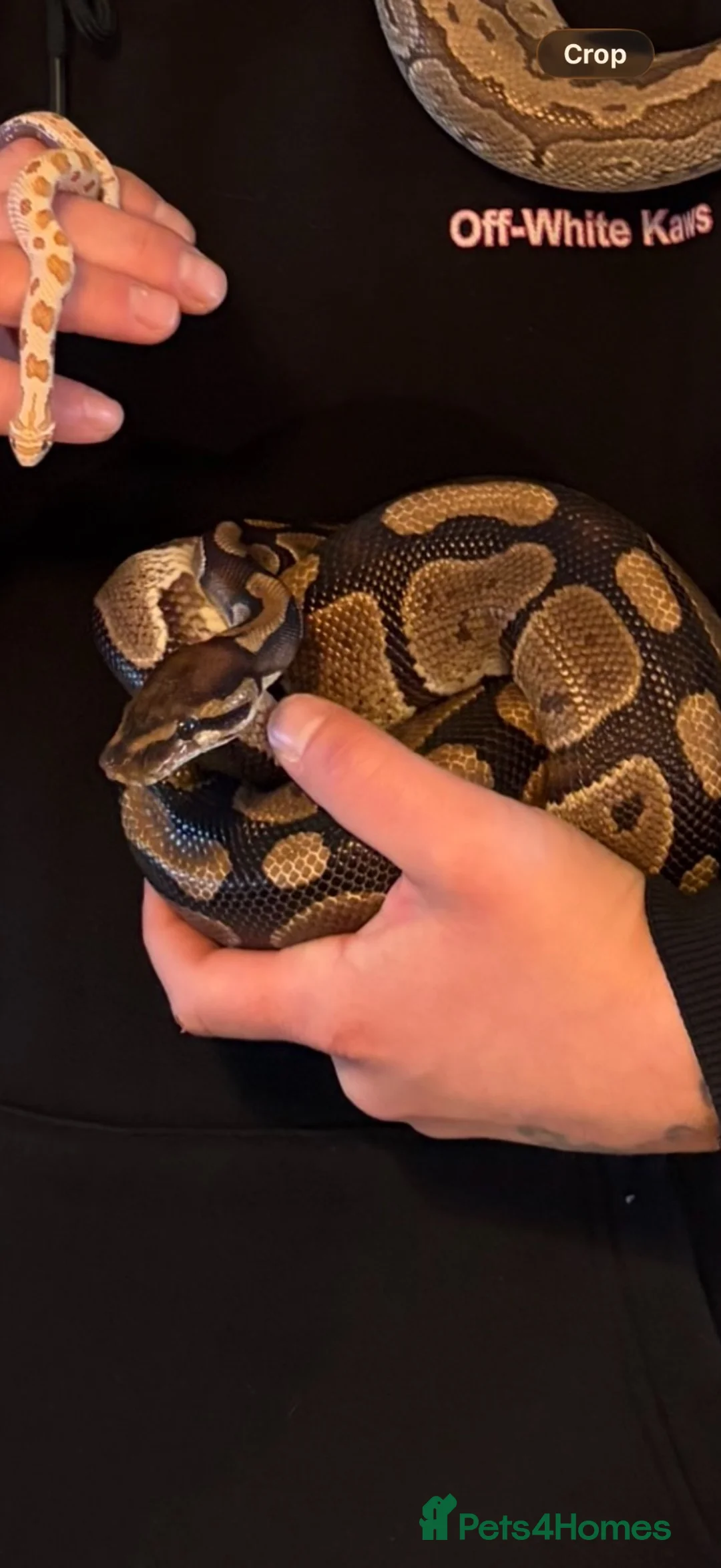 Python Snake reptiles for sale: Friendly python for sale with enclosure  - Advert 1
