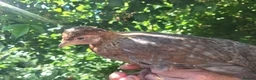 Chickens poultry for sale: chicks and chickens pure breeds - hatching eggs - Advert 3