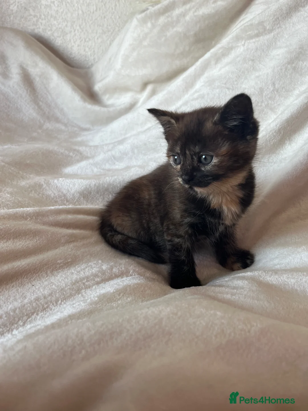 Mixed Breed cats for sale: Gorgeous kittens - Advert 16