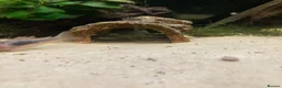 Plecos fish for sale: Aqua one 230litre tank and stand in Nuneaton - Advert 5