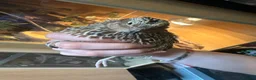 Quail poultry for sale: Tibetan x Italian cross coturnix quail (Male) in Ellesmere Port - Advert 3