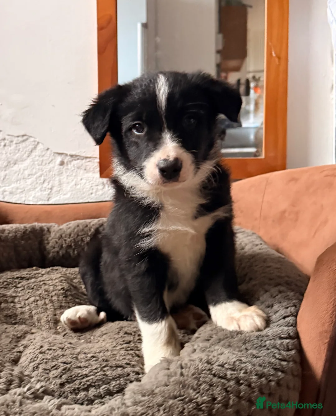 Border Collie dogs for sale: Gorgeous border collie puppies for sale  - Advert 12
