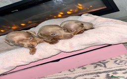 Dachshund dogs for sale: Dachshund puppies - Image 5