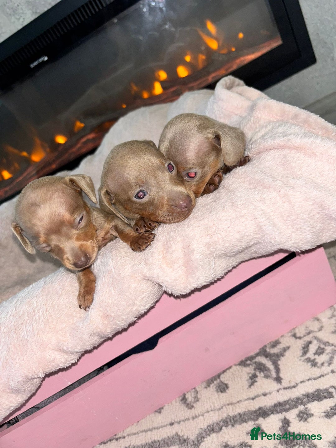 Dachshund dogs for sale: Dachshund puppies - Image 5