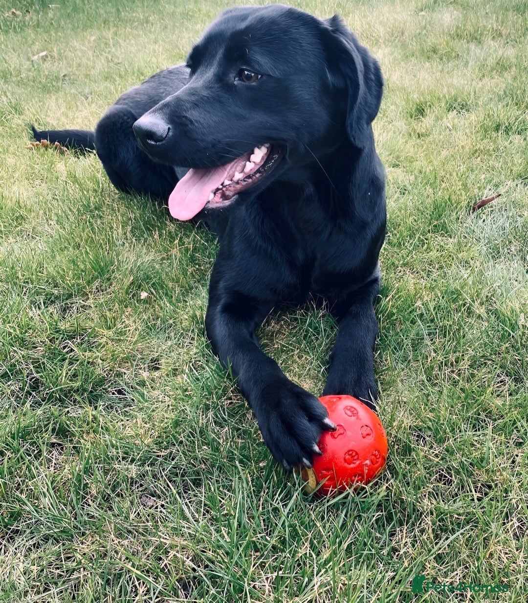 Labrador Retriever dogs for sale: 6 Sweet Labrador Puppies  - Advert 27