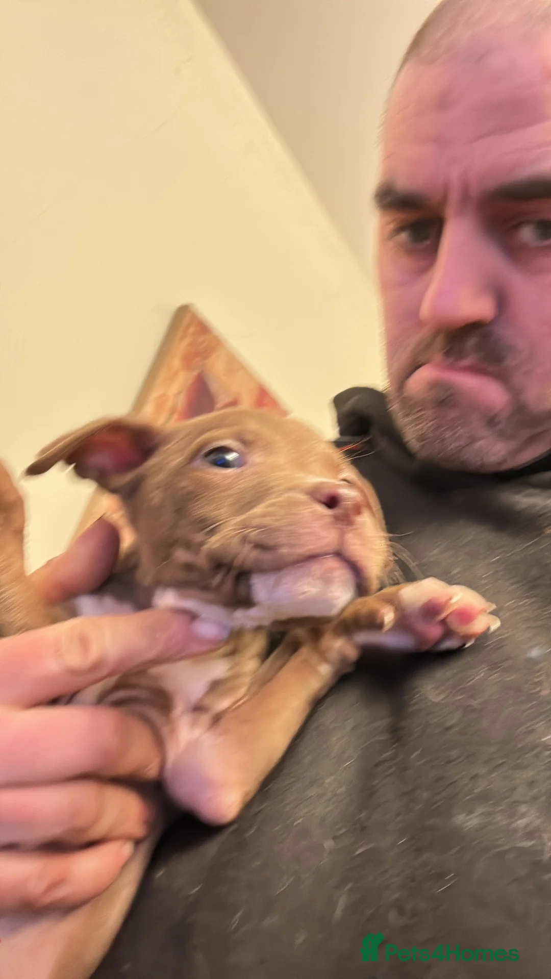 Staffordshire Bull Terrier dogs for sale: Puppies for sale - Advert 10