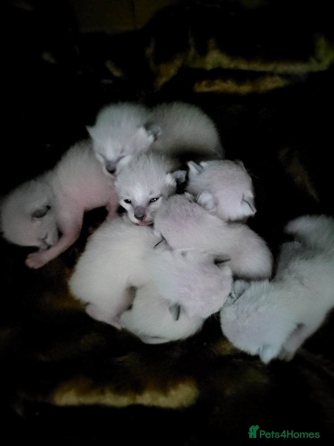 Siamese cats for sale: Old Style Siamese Kittens. Raised with love & care - Image 14