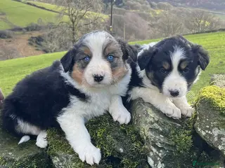 Border Collie dogs Stunning Tri Border Collie puppies for sale - Advert 17