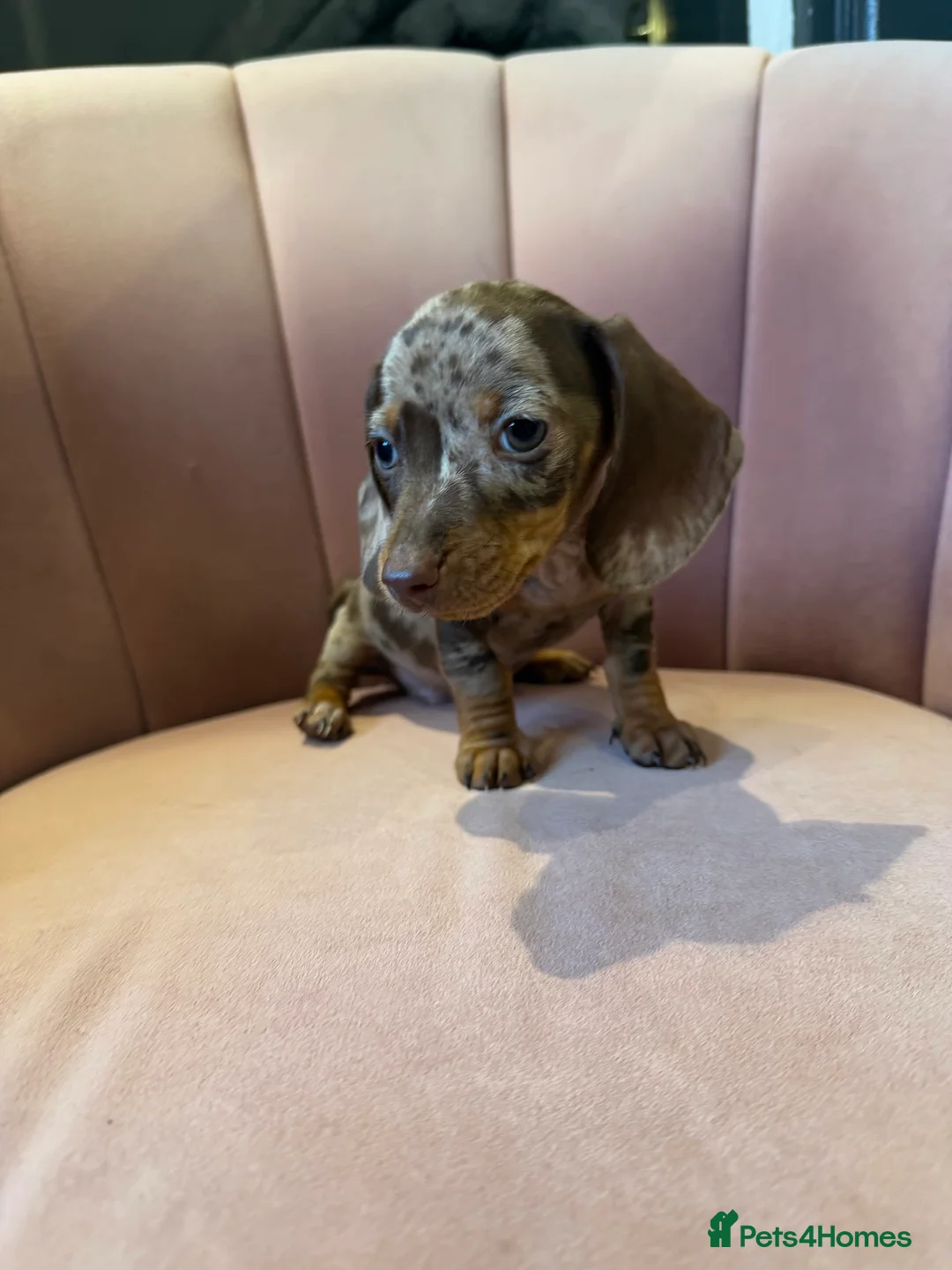 Miniature Dachshund dogs for sale: Beautiful Dachshund Male Puppies Ready now  - Advert 2