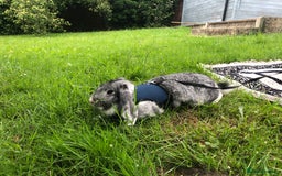 Mixed Breed rabbits for sale: Two 1 Year Old Bunnies Needing To Be Re-Homed - Image 2